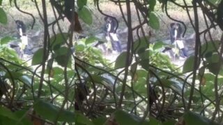 Pondicherry village 18yr Teen girl outdoor romance kaatchi